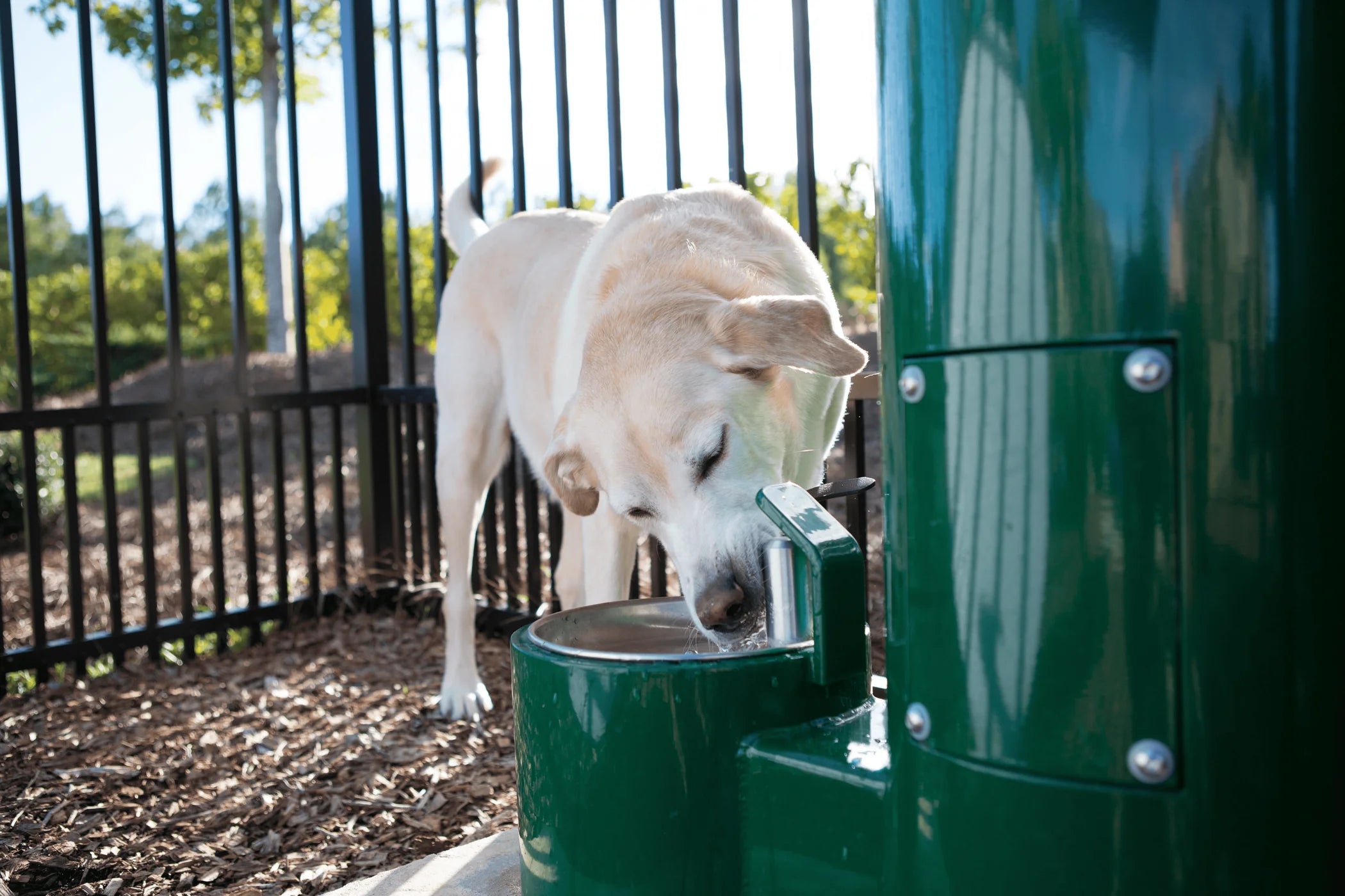 Dog drinking water from Willoughby Stainless Outdoor Pet Drinking Fountain in an outdoor setting.