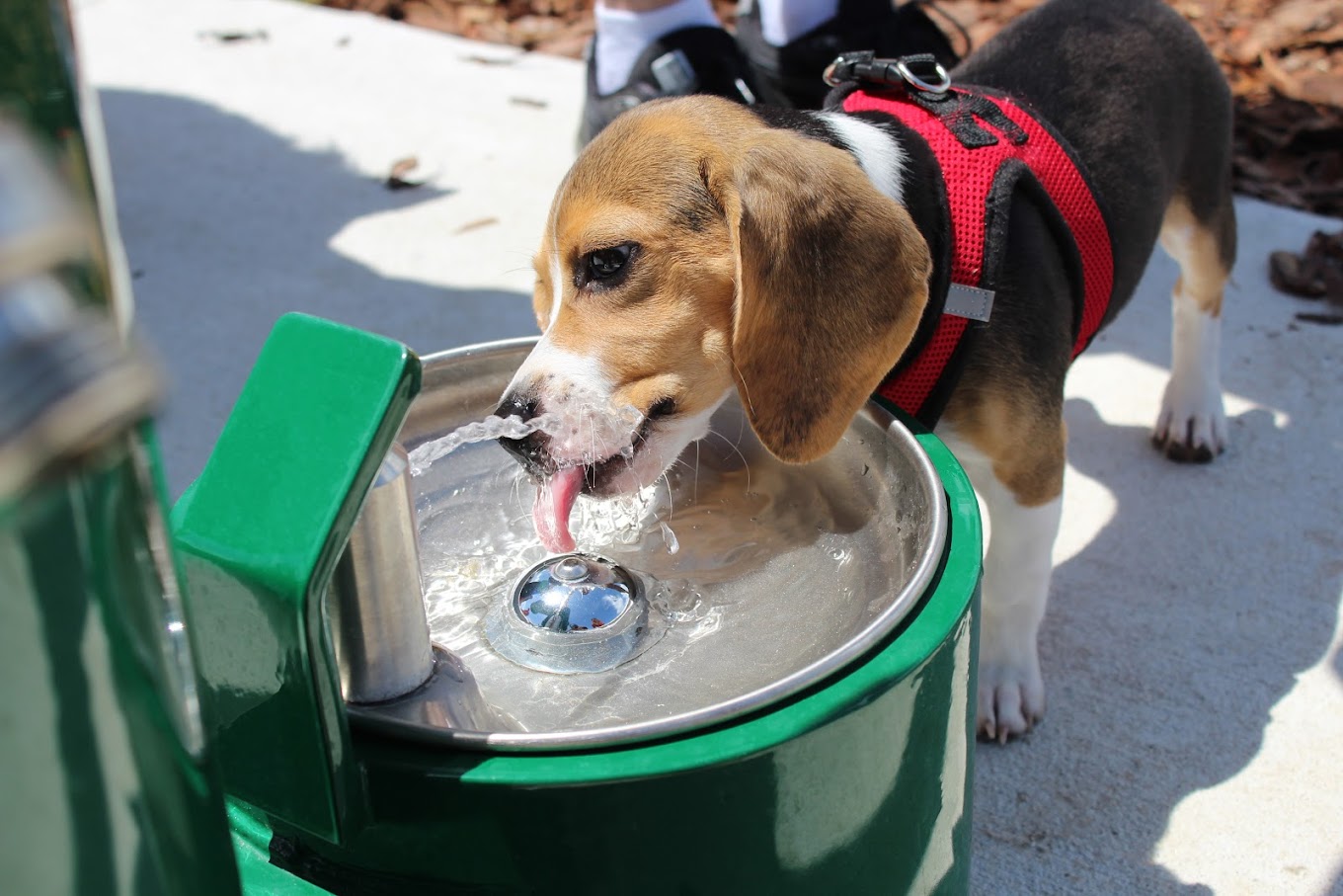 Dog Drinking From Stern-Williams 9000 Outdoor Dog Drinking Fountain 