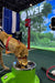 Dog Drinking From Willoughby Stainless Dog Bowl Water Fountain at an event with 'WSF' branding in the background.