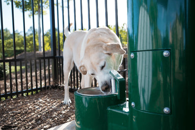Dog drinking water from Willoughby Stainless Outdoor Pet Drinking Fountain in an outdoor setting.